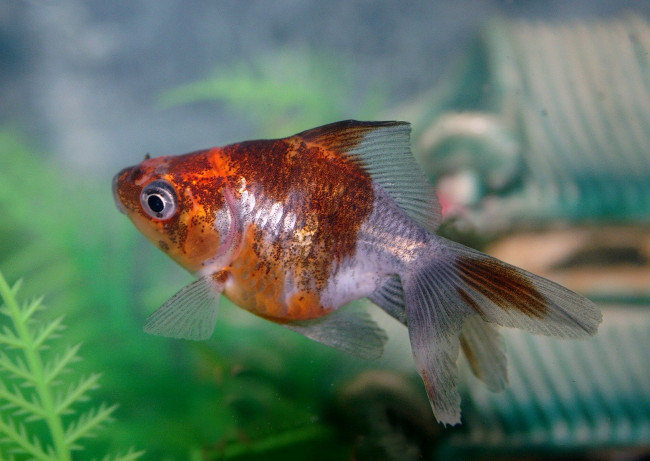 Обои картинки фото животные, рыбы, плавники, хвост