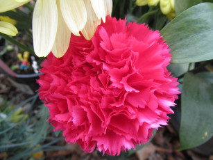 Картинка цветы гвоздики розовый