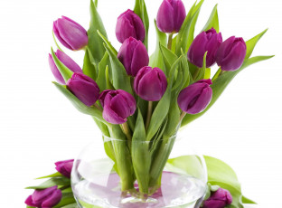 Картинка цветы тюльпаны