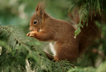 Картинка животные белки рыжая елка