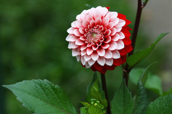 Картинка цветы георгины круглый