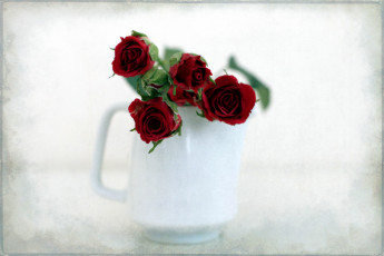 Картинка цветы розы красный