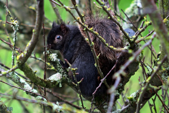 Картинка животные белки черный зверек