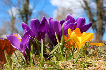 Картинка цветы крокусы шафран