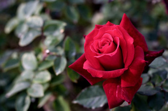 Картинка цветы розы красный лепестки
