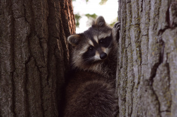 Картинка животные еноты дерево мордочка