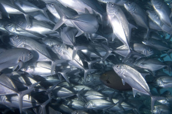 Картинка животные рыбы косяк много