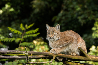 Картинка животные рыси ветка кошка