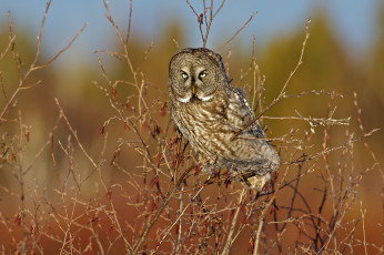 Картинка животные совы неясыть