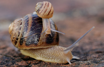 Картинка животные улитки рожки