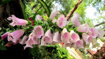 Картинка цветы дигиталис наперстянка розовый