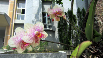 Картинка цветы орхидеи пестрый