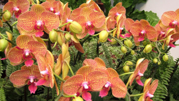 Картинка цветы орхидеи пестрый