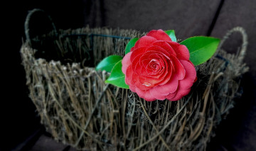 Картинка цветы камелии корзинка красный