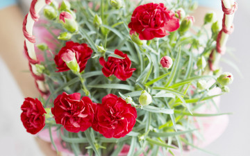 Картинка цветы гвоздики красный