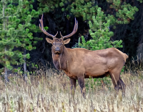 Обои картинки фото животные, олени, лес