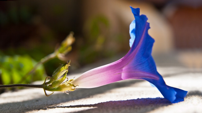 Обои картинки фото цветы, вьюнки, ипомеи, макро