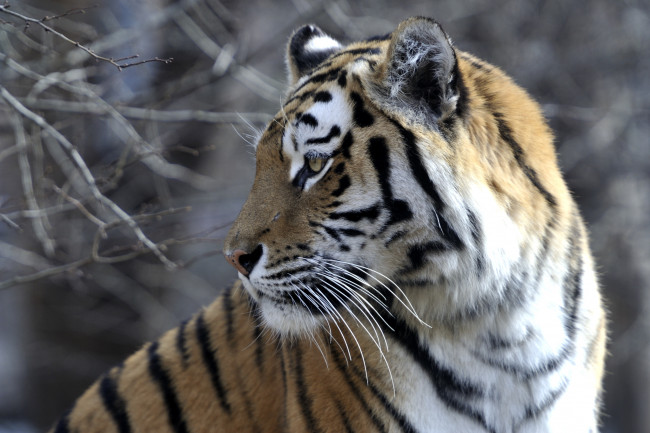 Обои картинки фото животные, тигры, хищник