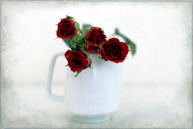 Обои картинки фото цветы, розы, красный