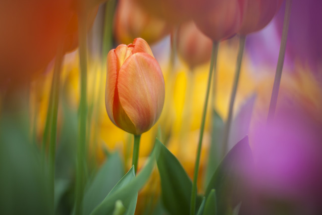 Обои картинки фото цветы, тюльпаны, бутон