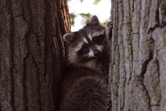 Обои картинки фото животные, еноты, дерево, мордочка
