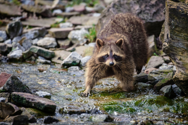 Обои картинки фото животные, еноты, река, полоскун