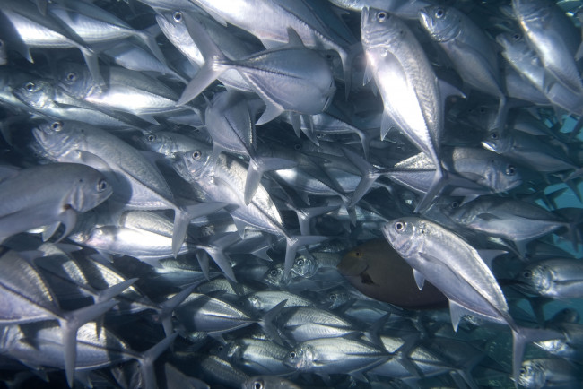 Обои картинки фото животные, рыбы, косяк, много