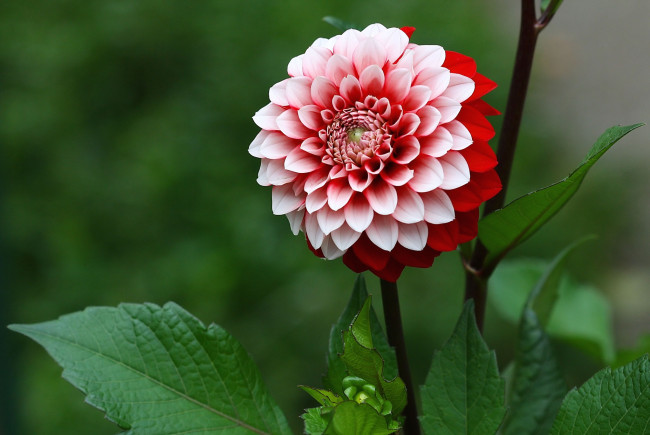 Обои картинки фото цветы, георгины, круглый