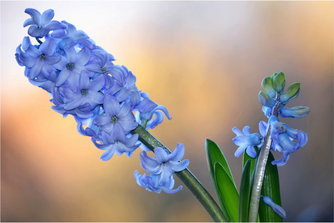 Обои картинки фото цветы, гиацинты, синий