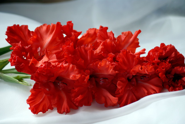 Обои картинки фото цветы, гладиолусы, гладиолус