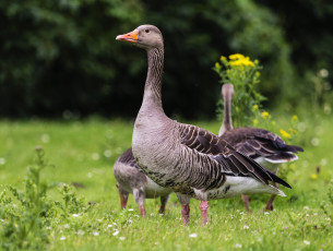 Картинка животные гуси луг птицы