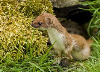 Картинка животные хорьки +куницы +горностаи +ласки +соболи горностай