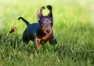 Картинка животные собаки щенок