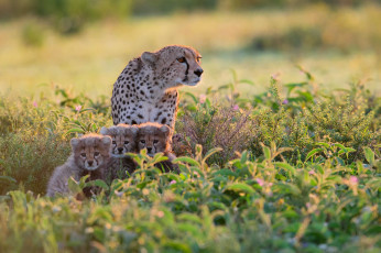 Картинка животные гепарды кусты танзания африка