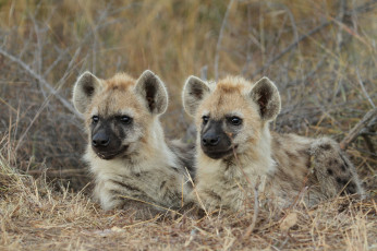 Картинка животные гиены +гиеновые+собаки собаки гиеновые