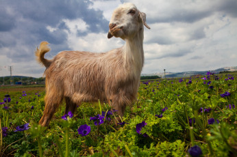 Картинка животные козы коза