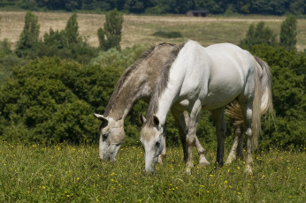 Картинка животные лошади лошадки