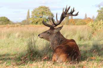 Картинка животные олени рога олень