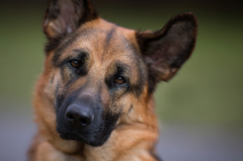 Картинка животные собаки овчарка