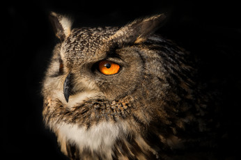 Картинка животные совы ушастый филин