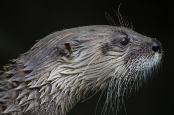 Картинка животные выдры +каланы +ондатры выдра