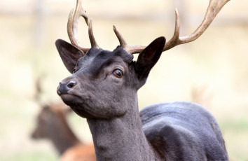 Картинка животные олени рога олень