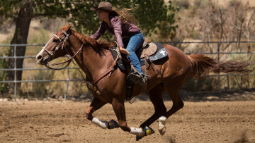 Картинка спорт конный+спорт лошадь скачки всадник