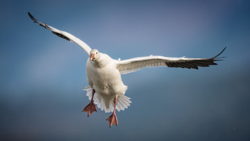 Картинка животные гуси гусь