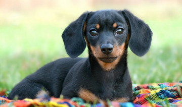 Картинка животные собаки такса