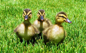 Картинка животные утки утята птица трава природа