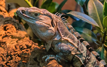 Картинка животные Ящерицы +игуаны +вараны варанчик