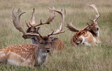 Картинка животные олени рога