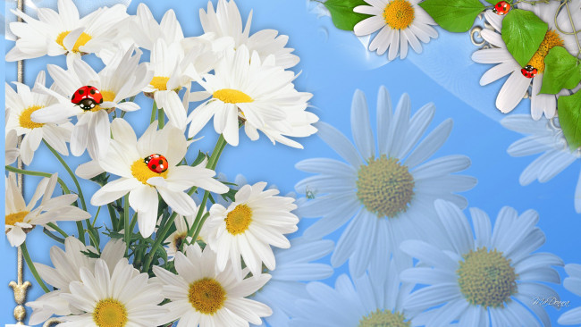 Обои картинки фото векторная графика, цветы , flowers, цветы, ромашка, насекомое, божья, коровка, коллаж, природа