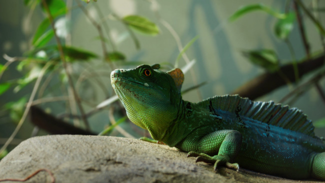 Обои картинки фото животные, Ящерицы,  игуаны,  вараны, ящерка